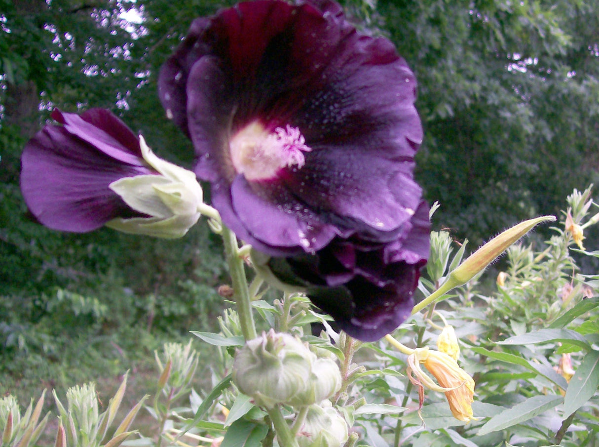 Seeds Hollyhock, Black