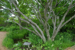 American Hornbeam (Musclewood) Bare Root Native Tree For Sale