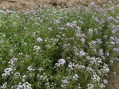 Seeds, Sweet Alyssum Purple, Royal Carpet