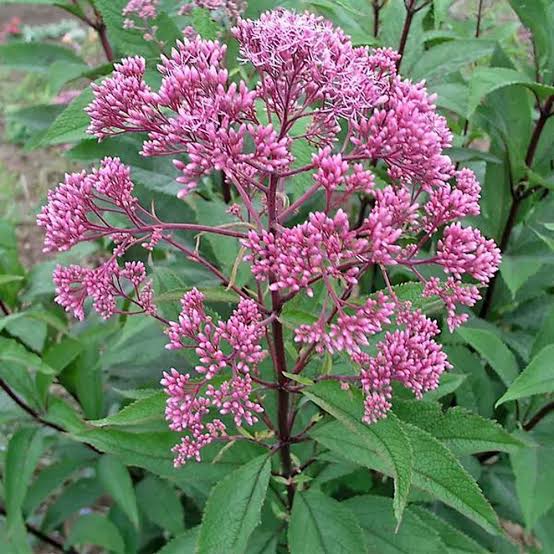 Joe Pye Weed, Gateway