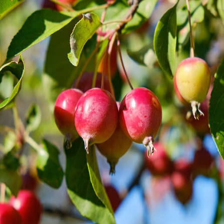Crabapple, Callaway