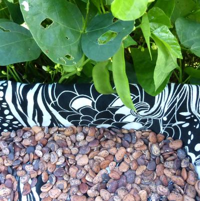 Seeds, Jackson Wonder Butterbean Bush Lima Bean
