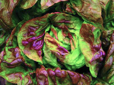 Seeds Lettuce, Yugoslavian Red Butterhead