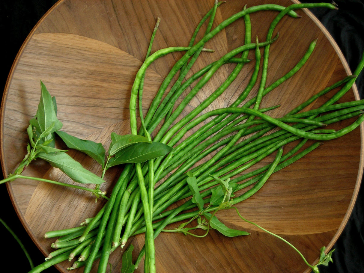 Seeds Bean Asparagus Liana