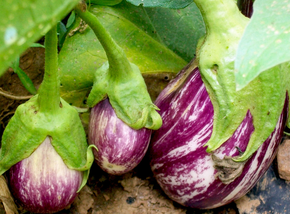 Seeds Eggplant, Listada De Gandia
