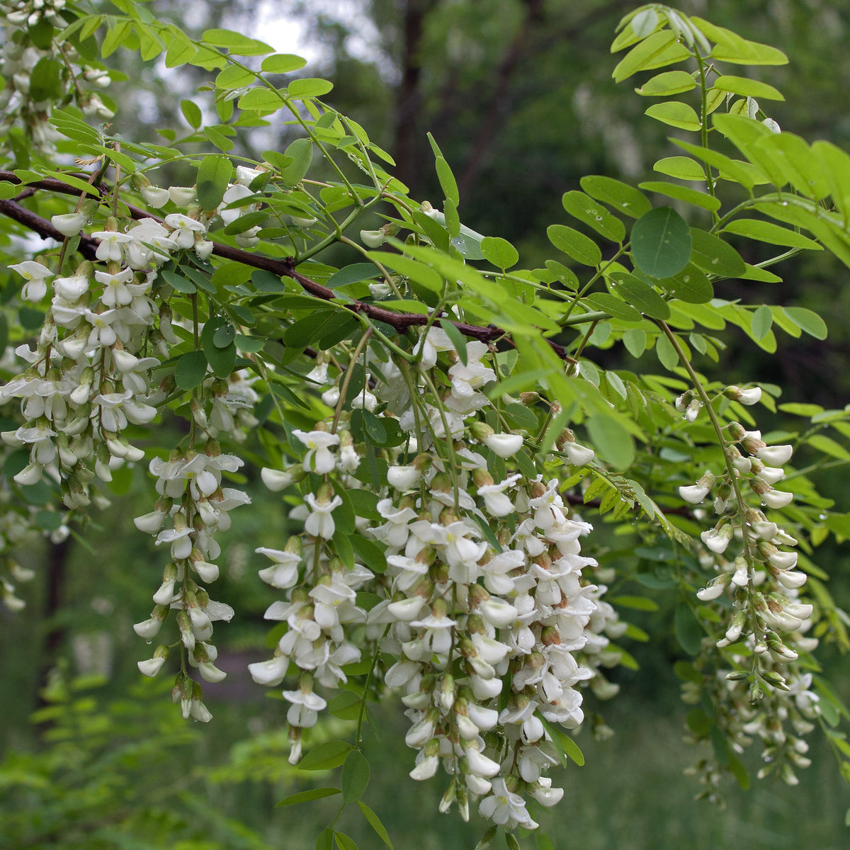 Black Locust Bare Root Native Tree For Sale – The Farm Connection