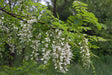 Black Locust Bare Root Native Tree For Sale