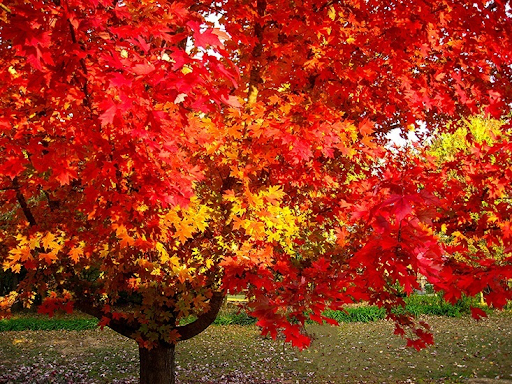 October Glory Maple Native Tree For Sale