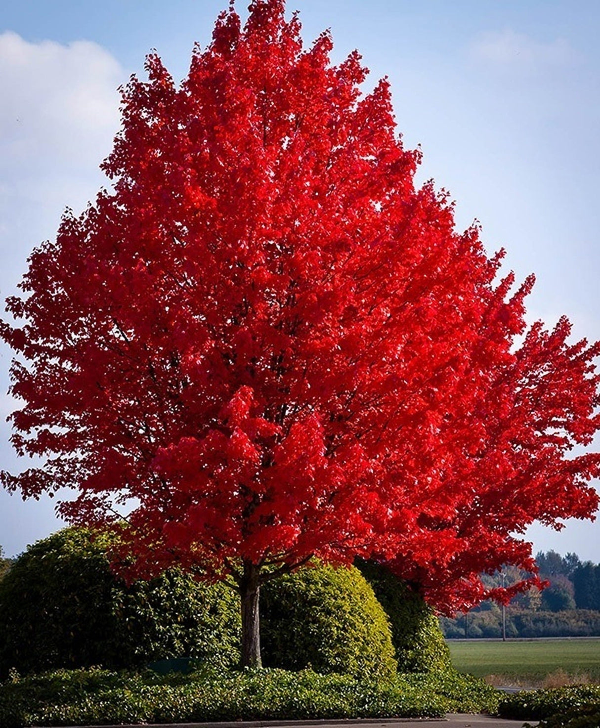 Red Bare Root Maple Native Tree For Sale