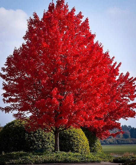 Red Bare Root Maple Native Tree For Sale