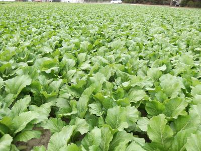 Seeds Mustard, Carolina Broadleaf