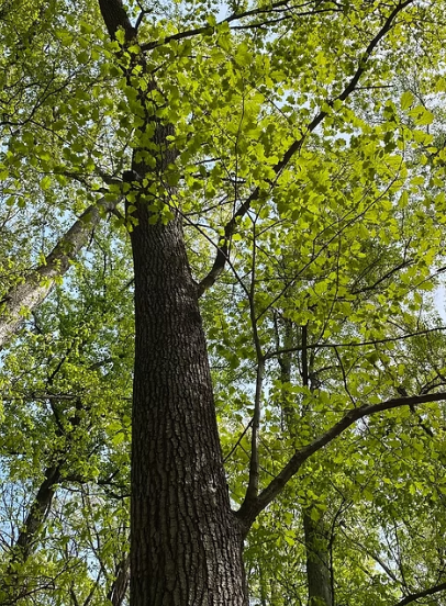 Bur Oak Bare Root Native Tree For Sale