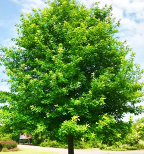 Nuttall Oak Bare Root Native Tree For Sale