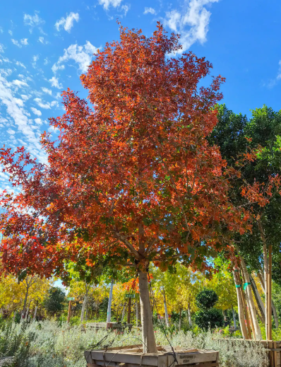 Shumard Oak Bare Root Native Tree For Sale