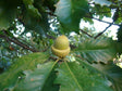 Swamp Chestnut Oak Tree For Sale