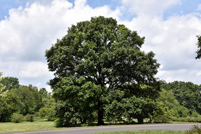 Swamp White Oak Bare Root Native Tree For Sale