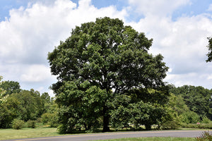 Swamp White Oak Bare Root Native Tree For Sale