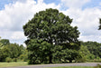 Swamp White Oak Tree For Sale
