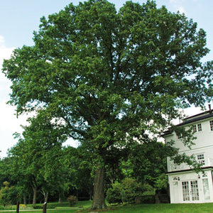 White Oak Bare Root Native Tree For Sale