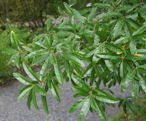 Willow Oak Bare Root Native Tree For Sale
