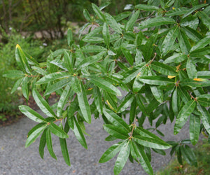 Willow Oak Bare Root Native Tree For Sale