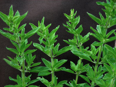 Seeds Oregano, Greek