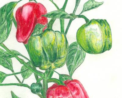 Seeds, California Wonder Sweet Bell Pepper