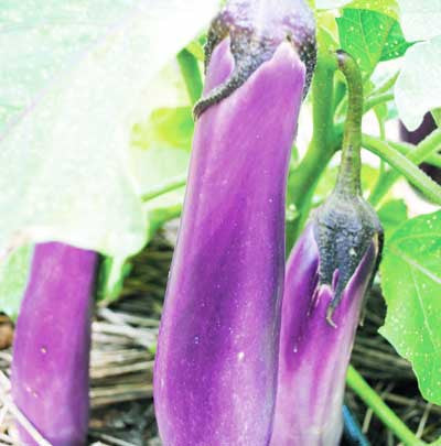 Seeds Eggplant, Ping Tung Long