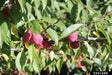 American Plum Tree For Sale