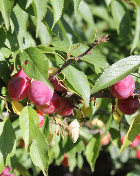 American Plum Bare Root Fruit Tree For Sale