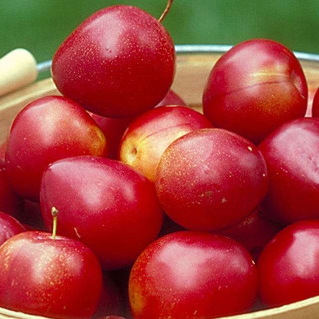 A.U. Roadside Plum Tree For Sale