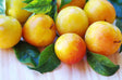 Byron Gold Plum Tree For Sale
