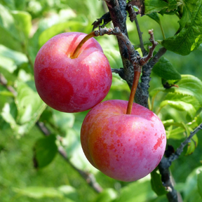 Ozark Premier Plum Tree For Sale