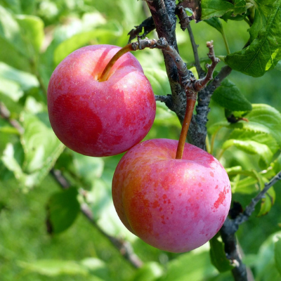 Ozark Premier Plum Tree For Sale