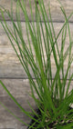 Carex appalachica Appalachian sedge potted plant for sale video
