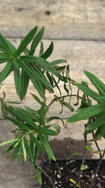 Asclepias tuberosa butterfly milkweed potted plant for sale video