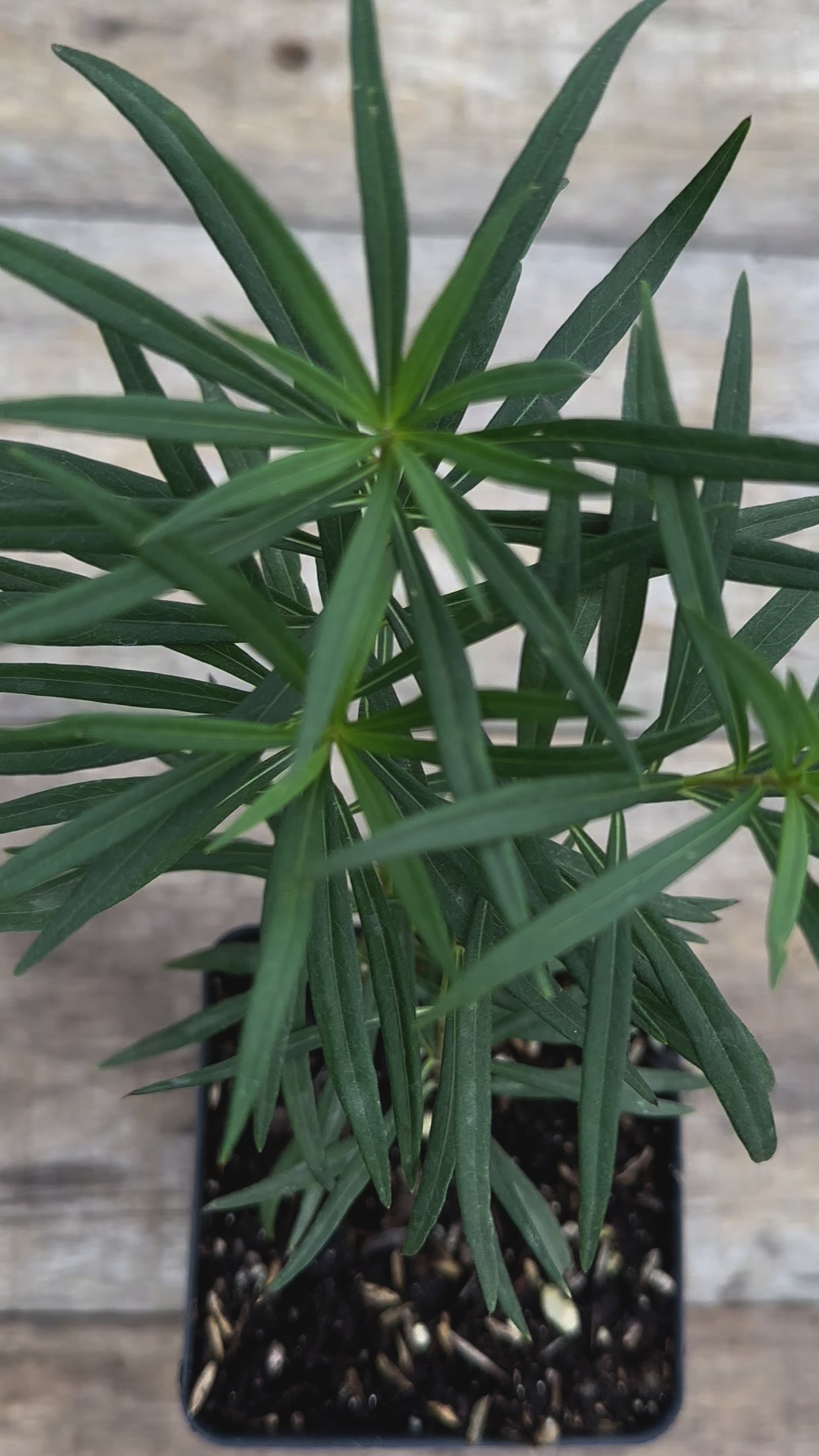 Ironweed, 'Southern Cross'