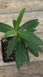 Asclepias syriaca common milkweed potted plant for sale video