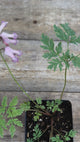 Dicentra eximia fringed bleeding hearts potted plant for sale video