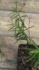 Asclepias verticillata whorled milkweed potted plant for sale video