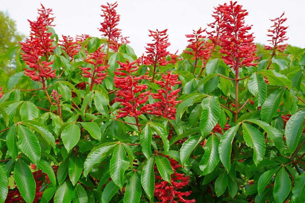 Red Buckeye Native Tree For Sale
