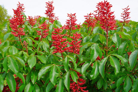 Red Buckeye Native Tree For Sale