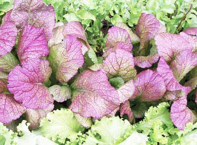 Seeds Mustard, Red Giant