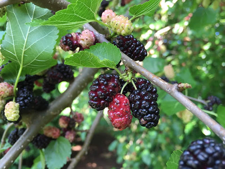 Red Mulberry Native Fruit Tree For Sale