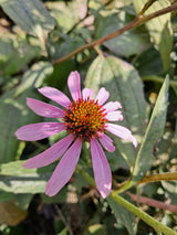 Coneflower, Purple