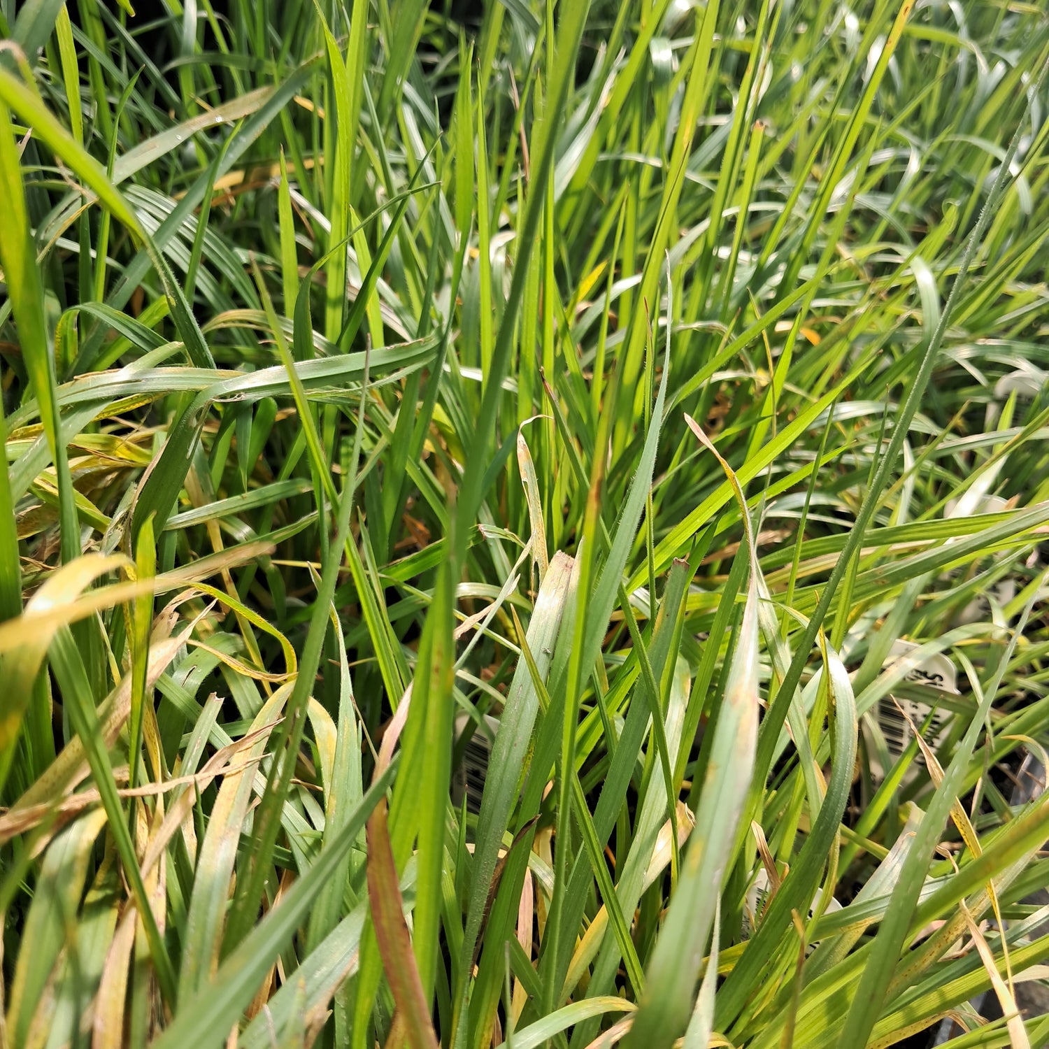 Wildblue Rye Wild Rye, Silky – The Farm Connection