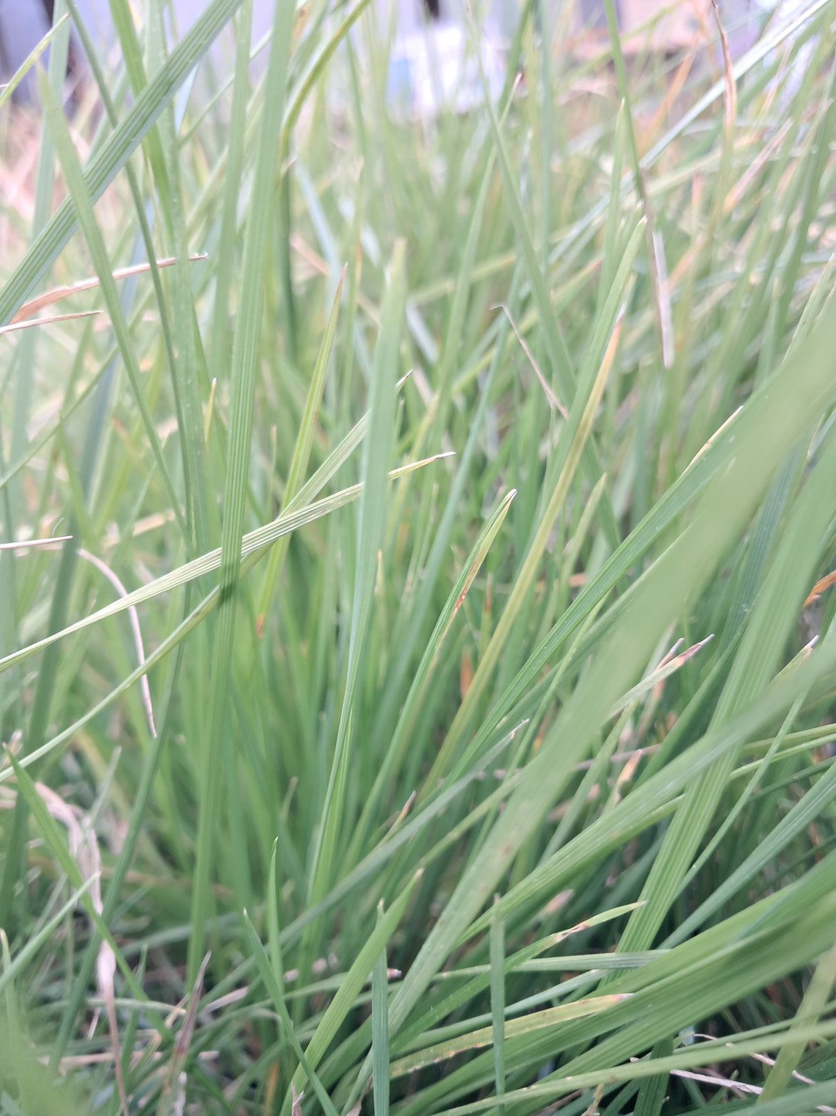 Hair Grass, Tufted