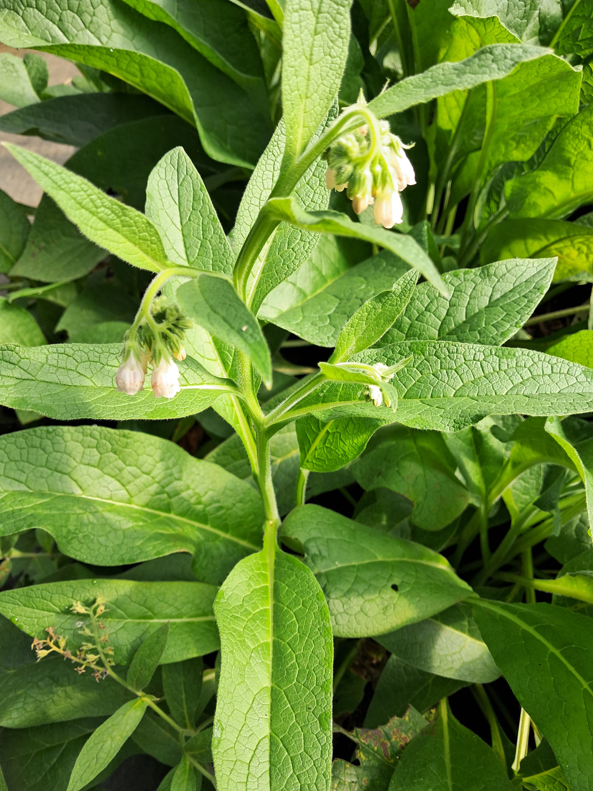 Borcking Comfrey Bocking #4 (Symphytum uplandicum) - Organic Permaculture Plant ...