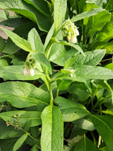 Comfrey, Bocking 4