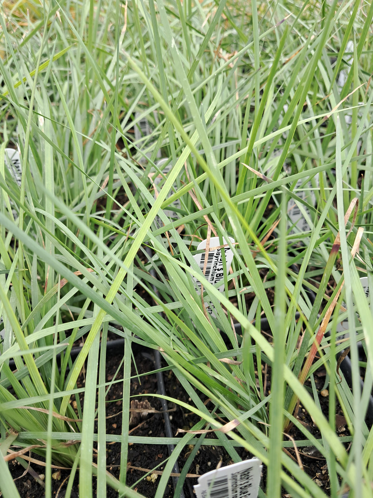 Blue Eyed Grass, Nash's